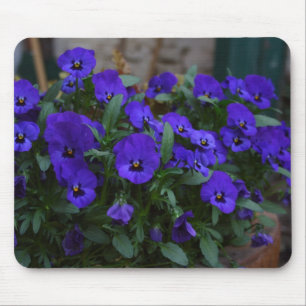 Viola wittrockiana muismat