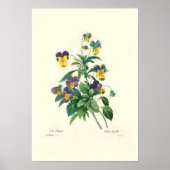 Violas Poster (Voorkant)