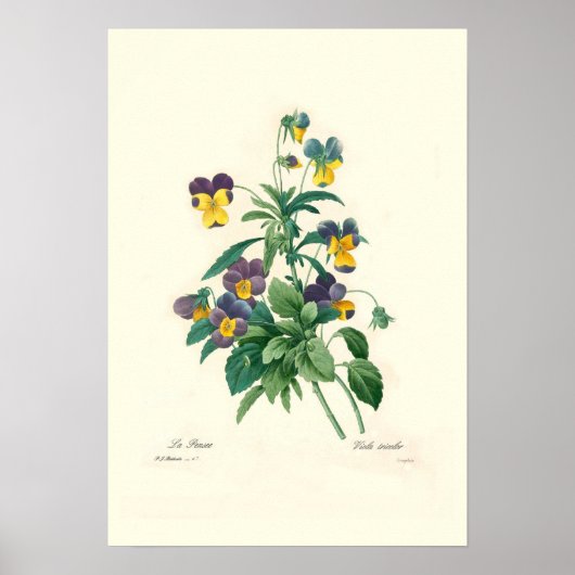 Violas Poster (Voorkant)