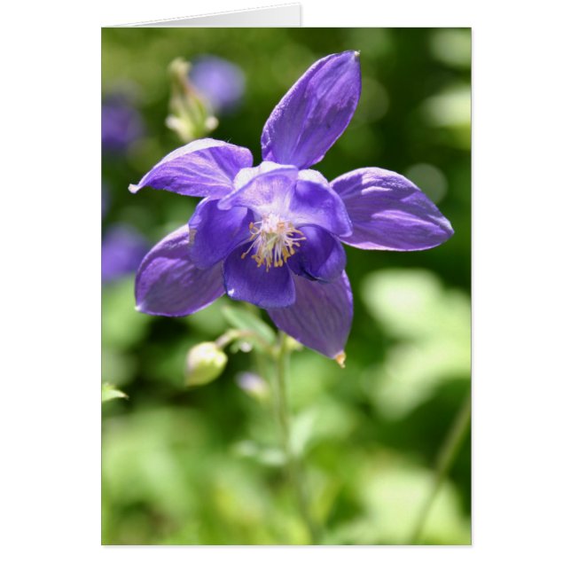 Violet (Voorkant)