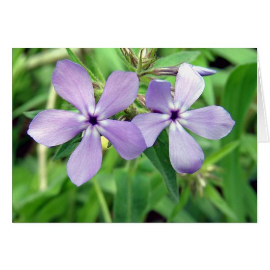 Violet (Devant horizontal)