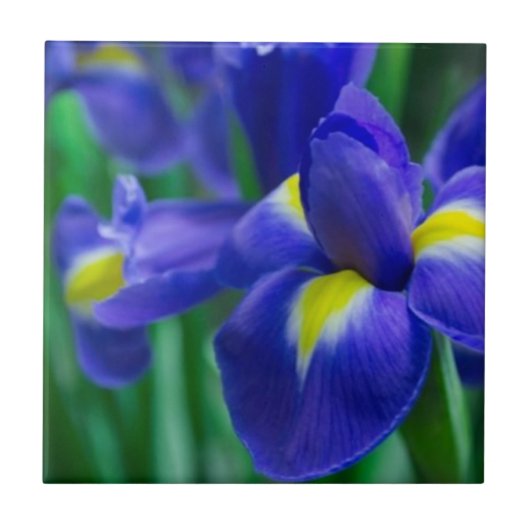 Violet Bearded Iris Tile Tegeltje (Voorkant)