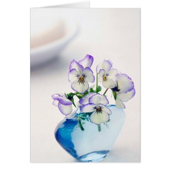 Violet blanc    ViolasFleurs Vase bleu Floral (Devant)