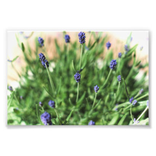 Violet Bloemen - Fotoprint Foto Afdruk