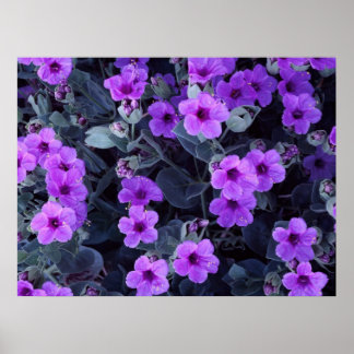 Violet bloemen poster