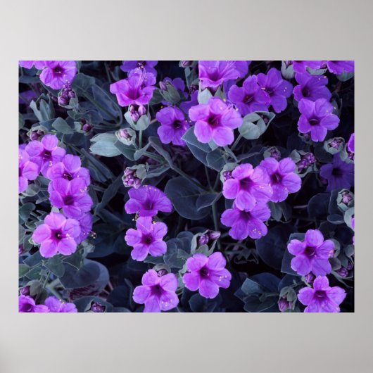 Violet bloemen poster (Voorkant)