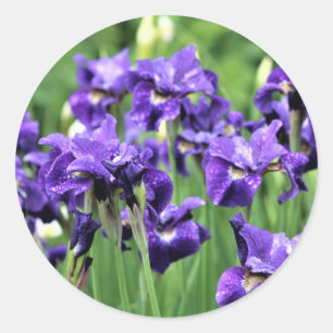 Violet Blue Siberian Iris, Ceasar's broer Ronde Sticker