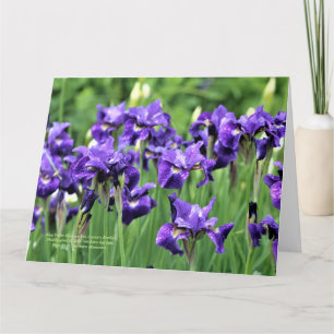 Violet Blue Siberische Iris, broer van Ceasar Kaart