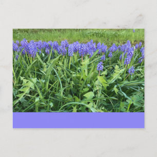 Violet Bluebells - Herschberg, Duitsland Briefkaart