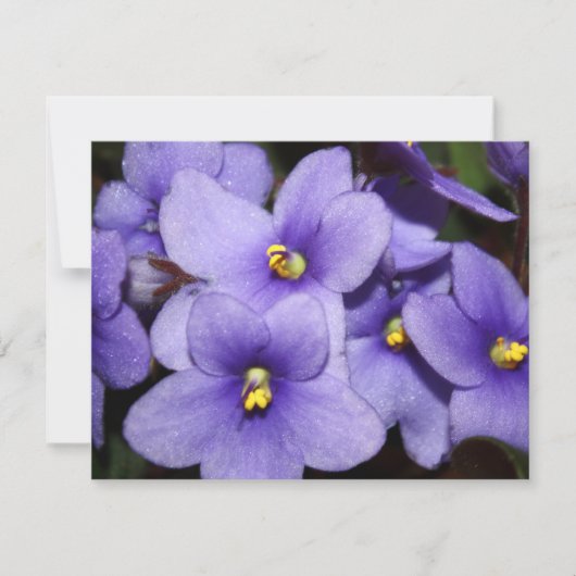 Violet Boquet Kaart (Voorkant)