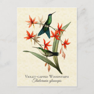 Violet Capped Wood Nymph Hummingbird Art Briefkaar Briefkaart