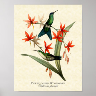 Violet Capped Wood Nymph Hummingbird Art print