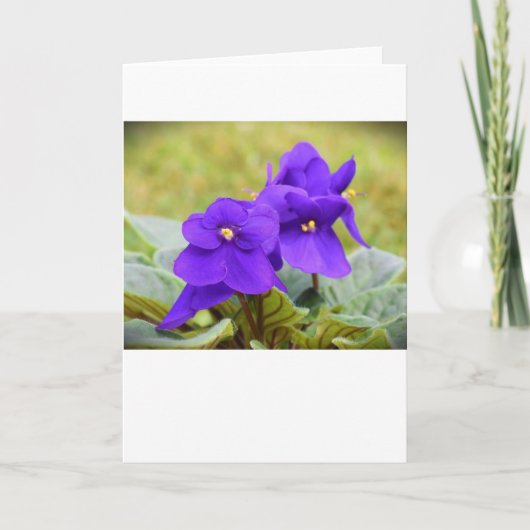 Violet, carte (Devant)