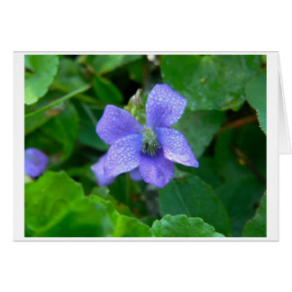 Violet dans la pluie
