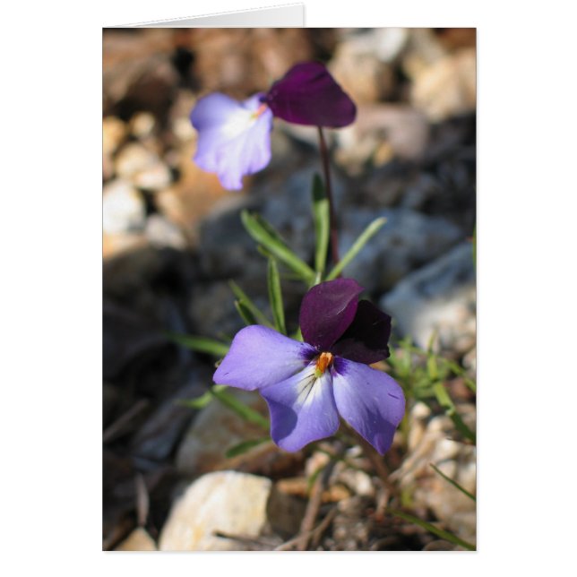 Violet de pied d'oiseau (Devant)