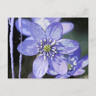 Violet Dreams Briefkaart