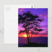 Violet en roze zonneboom briefkaart (Voorkant / Achterkant)