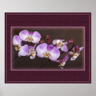 Violet en witte orchidee close-up foto poster