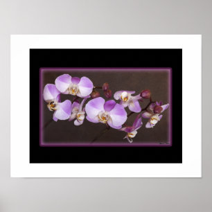 Violet en witte orchidee close-up foto poster