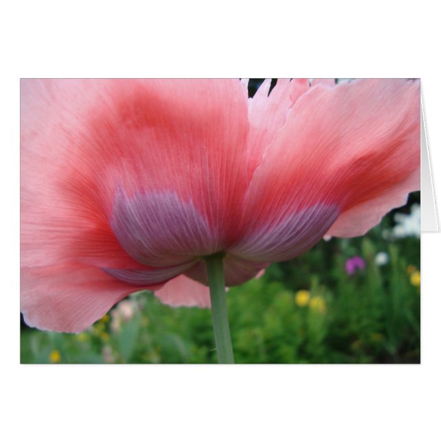 Violet et rose (Devant Horizontal)