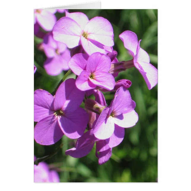 Violet Fleur sauvage vierge (Devant)