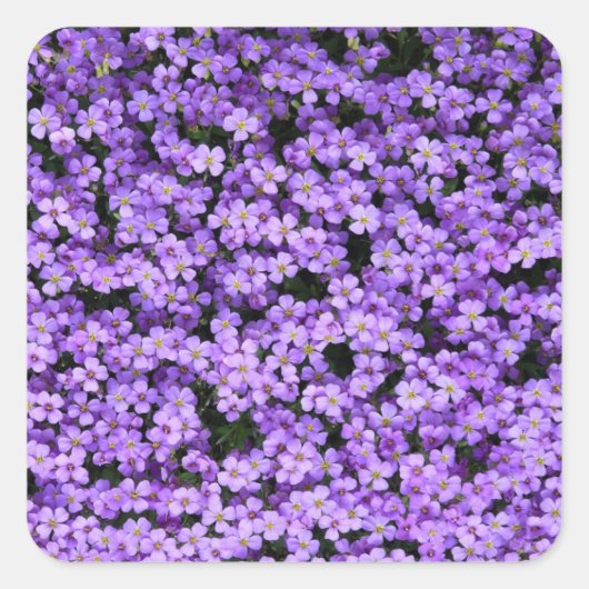Violet Flowers Vierkante Sticker (Voorkant)