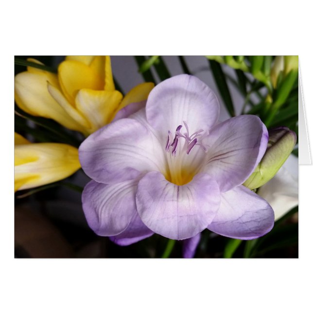 violet freesia (Devant horizontal)