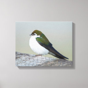 Violet Green Swallow Canvas Afdruk