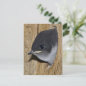 Violet-green Swallow Chick - Briefkaart (Staand voorkant)