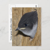 Violet-green Swallow Chick - Briefkaart (Voorkant / Achterkant)