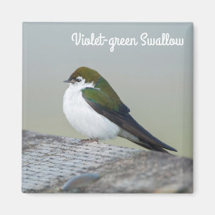 Violet Green Swallow Magneet