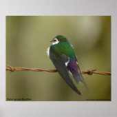 Violet-green Swallow Poster (Devant)