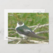 Violet-groen slik Briefkaart (Voorkant / Achterkant)