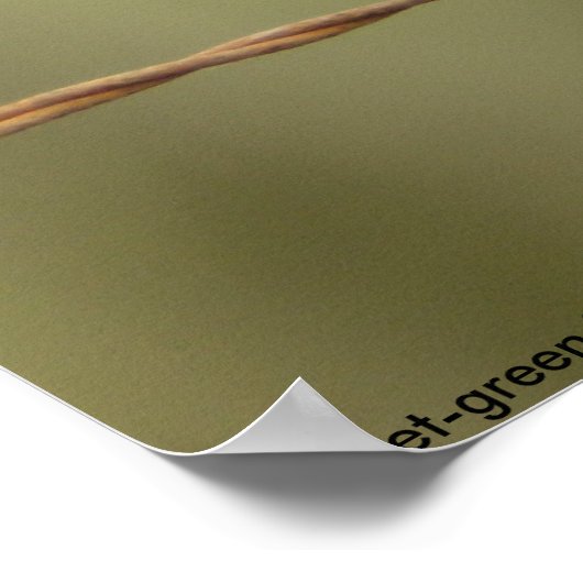 Violet-groen slik Poster (Hoek)