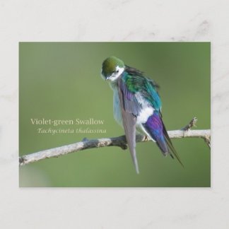 Violet-groene slik briefkaart