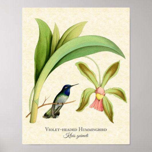 Violet Height Hummingbird Art Print (Voorkant)