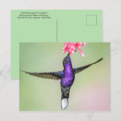 Violet Hummingbird in vlucht Briefkaart (Voorkant / Achterkant)