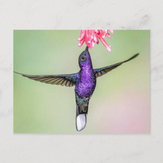 Violet Hummingbird in vlucht Briefkaart (Voorkant)