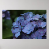 Violet in Poster Twilight (Voorkant)