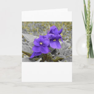 Violet, kaart