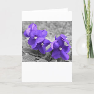 Violet, kaart