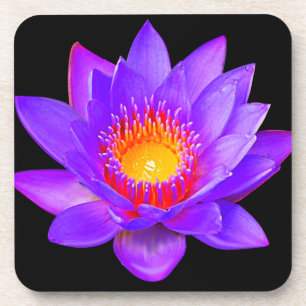 Violet Lotus Flower on Black Bier Onderzetter