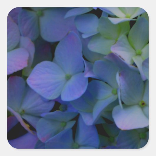 Violet paars roze blauwe hydrangeenbloem vierkante sticker (Voorkant)
