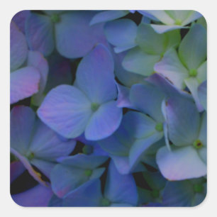Violet paars roze blauwe hydrangeenbloem vierkante sticker