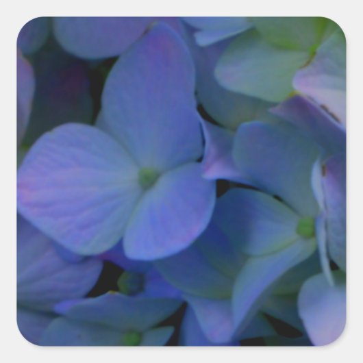 Violet paars roze blauwe hydrangeenbloem vierkante sticker (Voorkant)