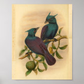 Violet Paarse Manucode  vogelafdrukken Poster (Voorkant)