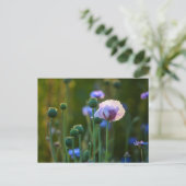 Violet papaver in groengras briefkaart (Staand voorkant)