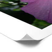 violet poster (Hoek)