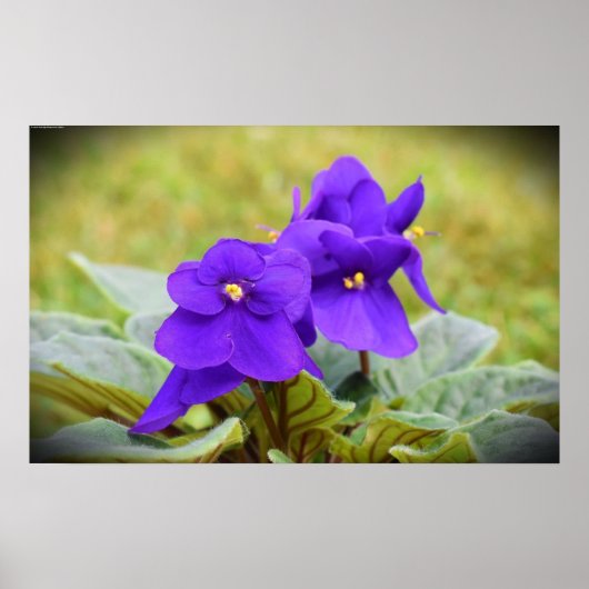 Violet, Poster (Voorkant)