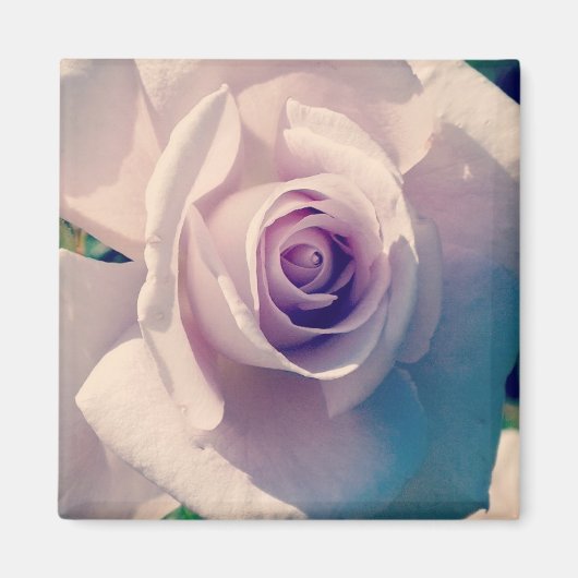 Violet Roos Magneet (Voorkant)